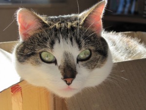 Bobby in her box