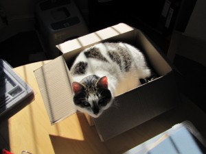 Bobby in her box