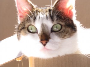 Our cat Bobby in a box 2