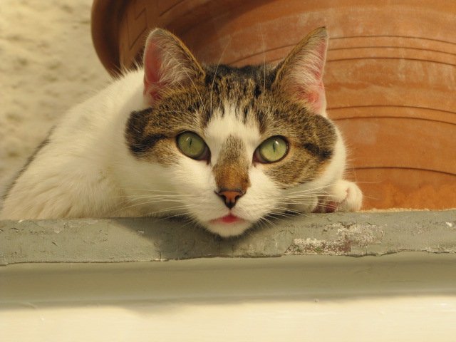My plans for 2023. 2 Bobby in bay window in our conservatory - copyright Helen White