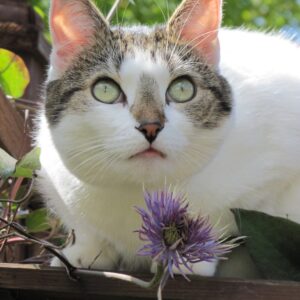 copyright Helen White