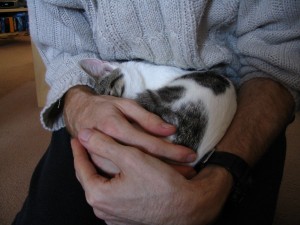 Our cat Bobby's story 1 The day we met Bobby - copyright Helen White