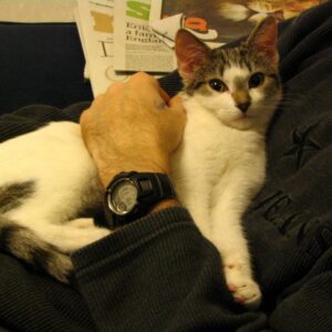 Bobby as a kitten being cuddly - copyright Helen White