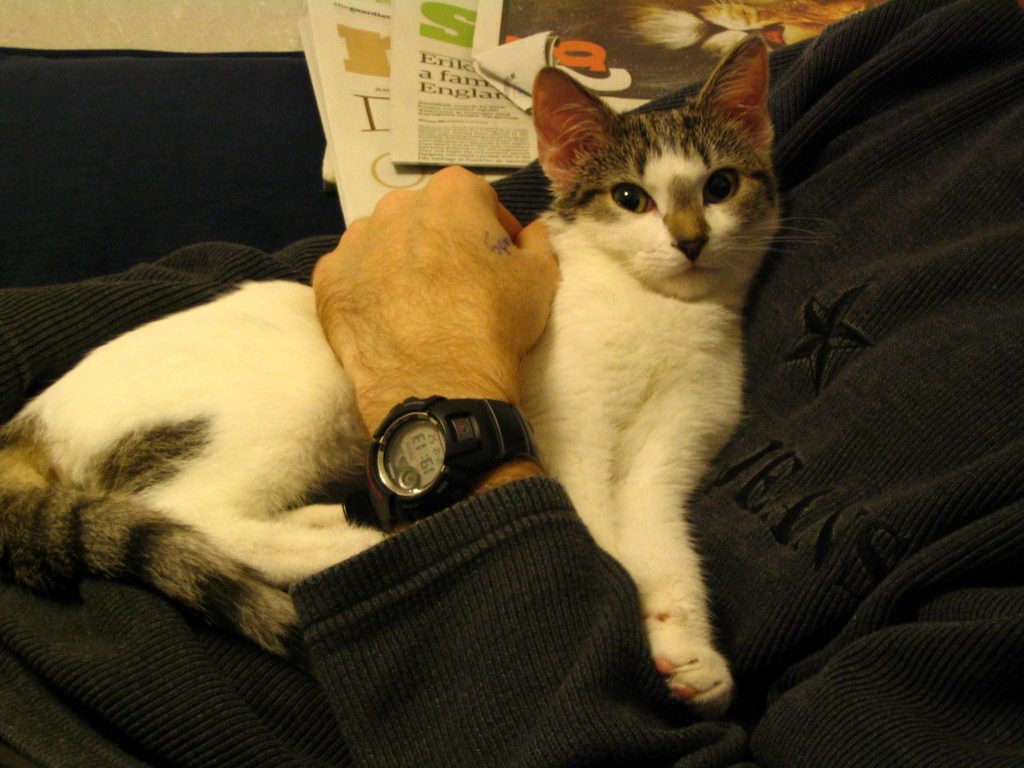 Bobby as a kitten being cuddly - copyright Helen White