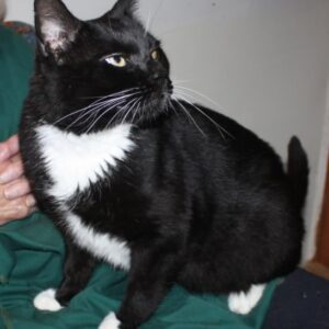 Mandu is currently the only cat in care and in desperate need of a loving home as she's been with the charity for quite some time - copyright Four Paws Animal Rescue (SW)