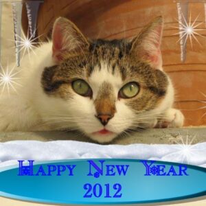 Happy New Year - copyright Helen White