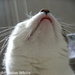 Bobby looking up - copyright Helen White