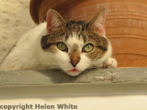 Bobby makes sure Helen's customers receive a great service:) - copyright Helen White