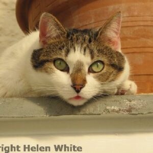 Bobby makes sure Helen's customers receive a great service:) - copyright Helen White
