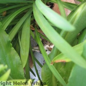 Spot our Bobby - there's a cat somewhere. - copyright Helen White
