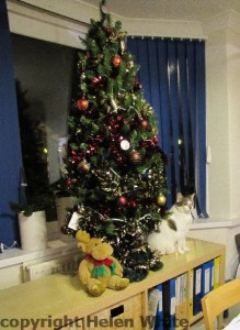 Bobby with our tree last year - this year it will have different decoration, but we haven't put our tree up yet.