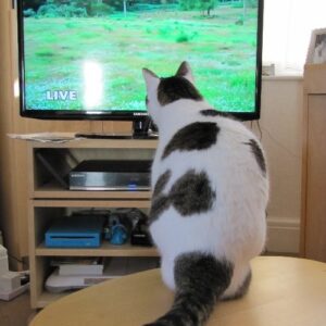 Our Bobby watching Springwatch. - copyright Helen White