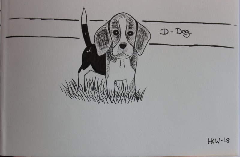 Beagle drawing.