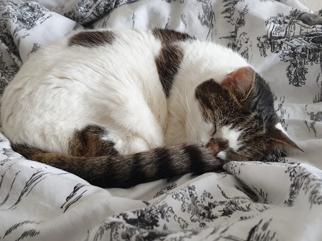 The last photo of Bobby
