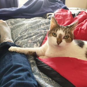 Bobby with her paw on my leg.