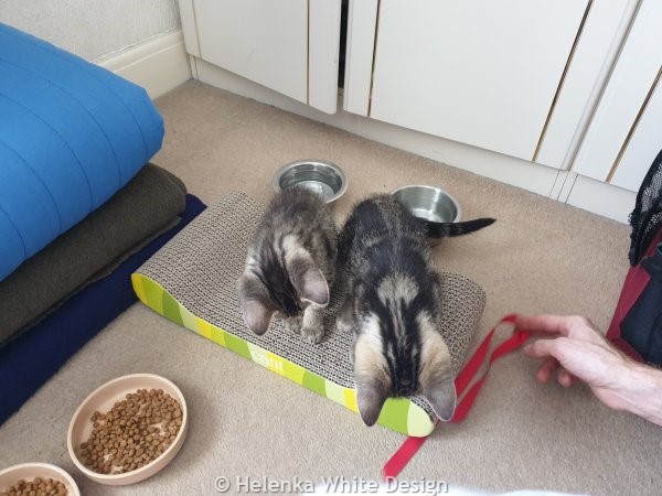 The kittens on their first day with us playing 2