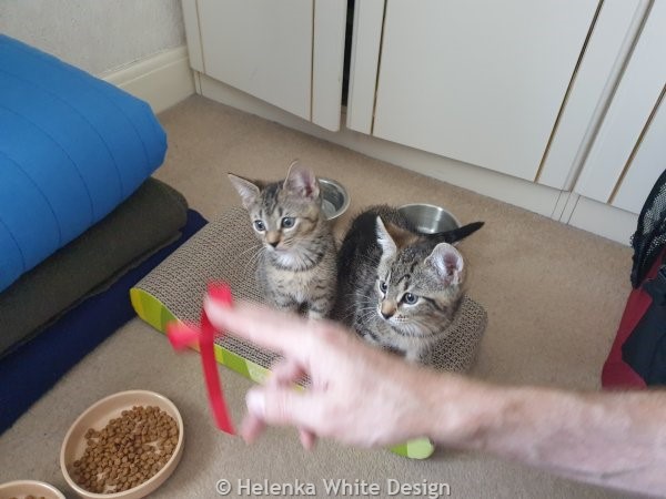 The kittens on their first day with us playing 1
