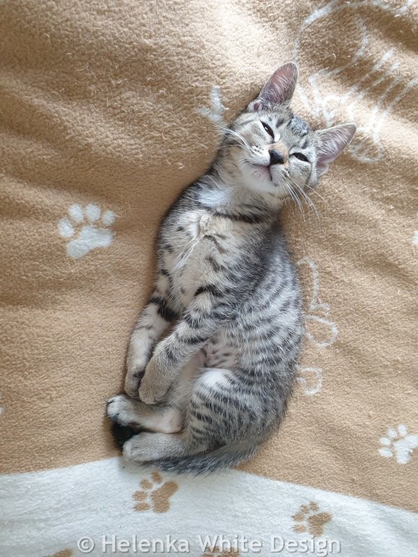 Meet our gorgeous kittens Lucy and Max (or short Lumax). 16 Lucy looking very content.