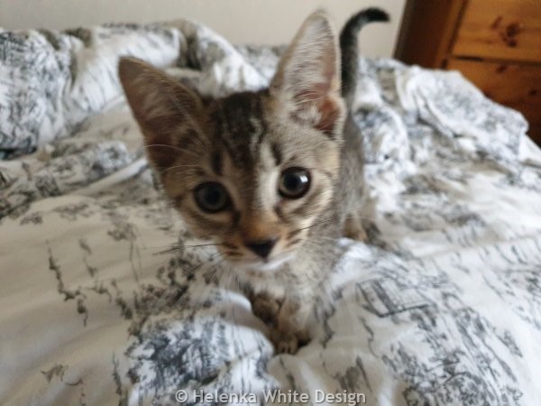Meet our gorgeous kittens Lucy and Max (or short Lumax). 11 Lucy looking into into the camera with her big eyes.