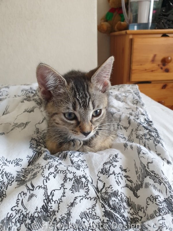 Meet our gorgeous kittens Lucy and Max (or short Lumax). 14 Lucy on the bed