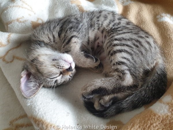 Meet our gorgeous kittens Lucy and Max (or short Lumax). 12 Lucy asleep