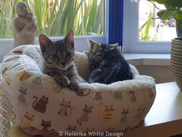 Meet our gorgeous kittens Lucy and Max (or short Lumax). 19 Lucy and Max in basket