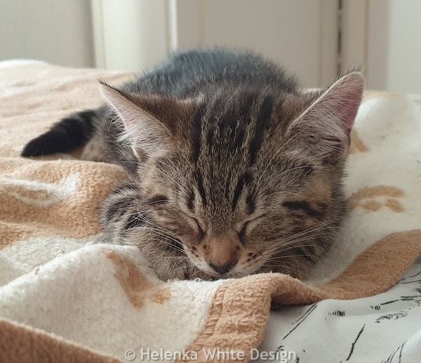 Max snoozing