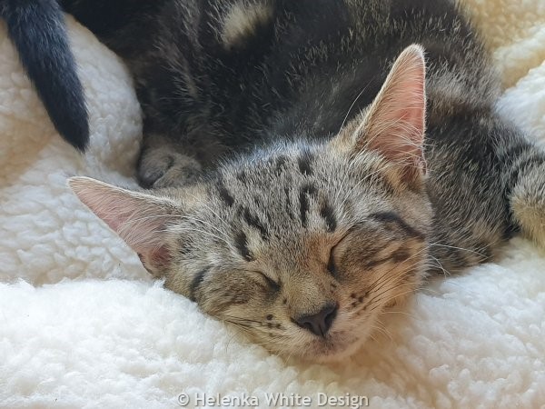 Meet our gorgeous kittens Lucy and Max (or short Lumax). 17 Max snoozing
