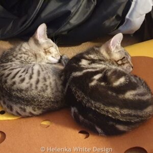 Synchronised sleeping