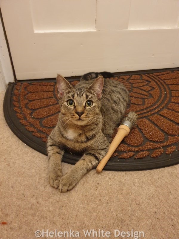 Our kitten Lucy and one of her favourite toys November 2023