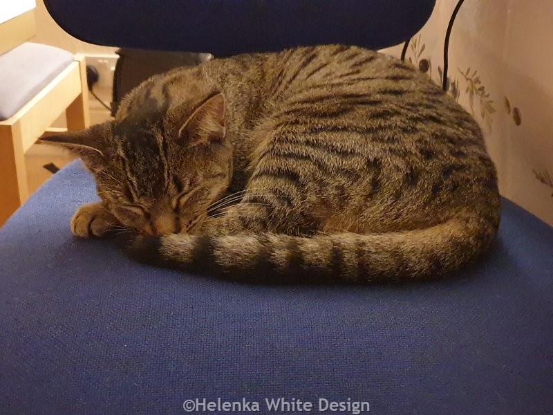 Lucy on my chair in the living room. November 2023