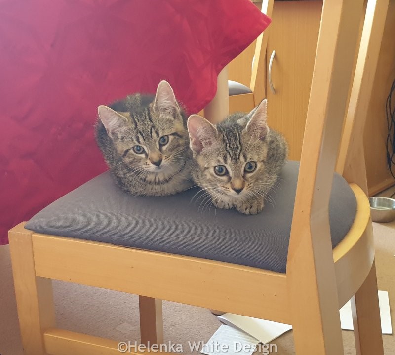 Our kittens Lucy & Max in May 23