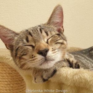 Our kitten Max in July 2023