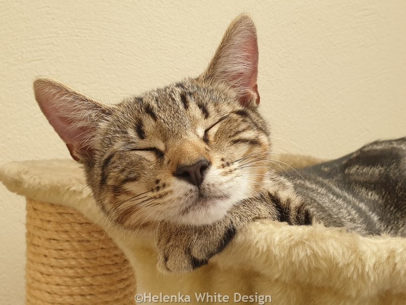 Our kitten Max in July 2023
