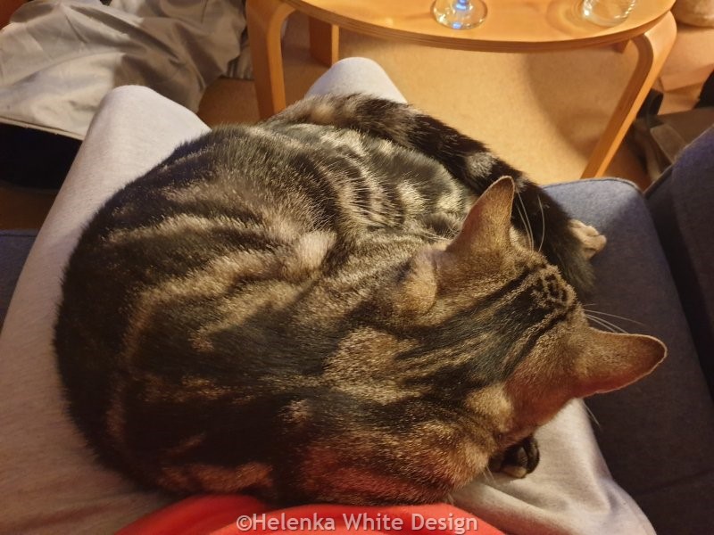 Our kitten Max curled up on my lap. November 2023