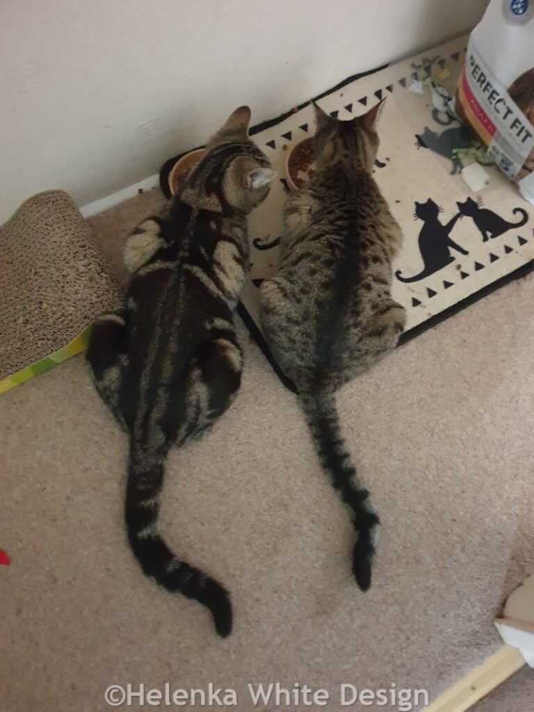 Happy New Year 2024 – A review of 2023 and plans for 2024. 11 Kitten feeding time - November 2023