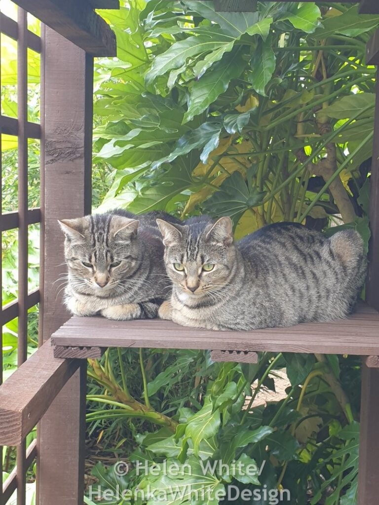 Our cats Lucy and Max sitting on the new cat climber.