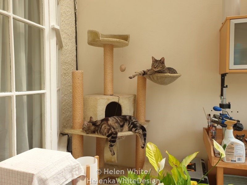 Our cats Lucy and Max in the conservatory.