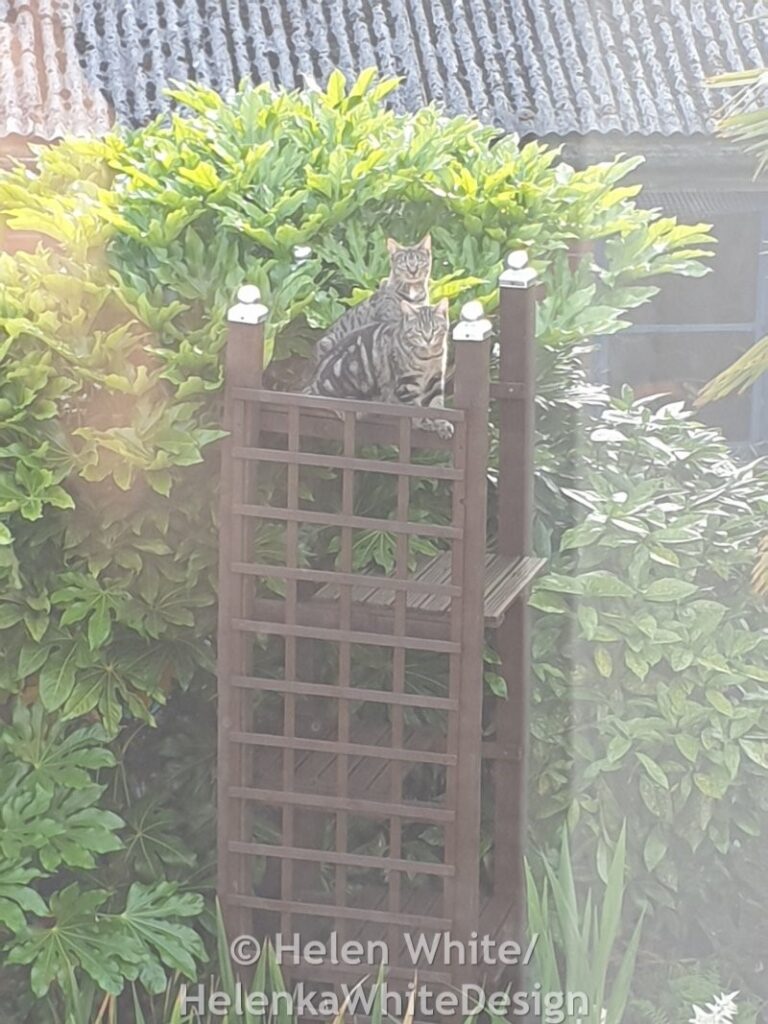 View on our cat climber with our cats Lucy and Max.