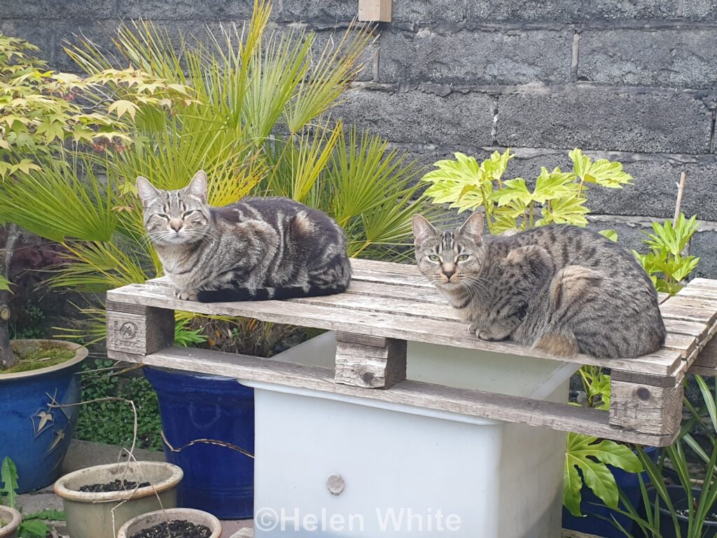 Two cats resting on wooden pallet in the garden.