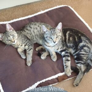 Our cats Lucy and Max together on one of their favourite cushions.